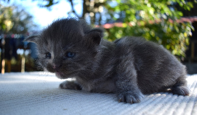 Yana - Maine Coon