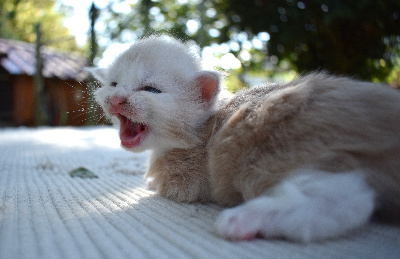 Wilma - Maine Coon