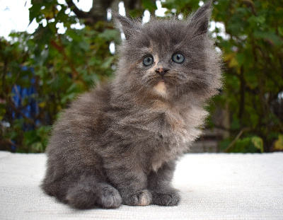 Paradis d'Omaha - Chaton disponible  - Maine Coon