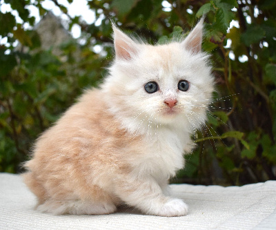 Paradis d'Omaha - Chaton disponible  - Maine Coon