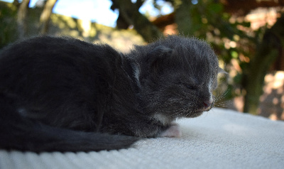 Venom - Maine Coon