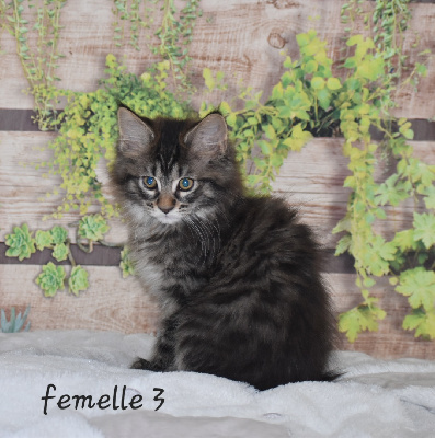 Du Royaume De Jubang - Chaton disponible  - Maine Coon