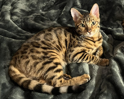 D'Alderaan - Chaton disponible  - Bengal