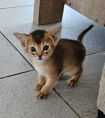 De Light Bleuté - Chaton disponible  - Abyssin