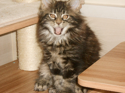 Coconoon Kennel - Chaton disponible  - Maine Coon