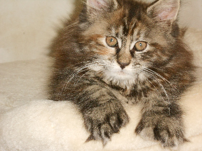 Coconoon Kennel - Chaton disponible  - Maine Coon