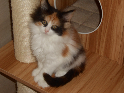 Coconoon Kennel - Chaton disponible  - Maine Coon