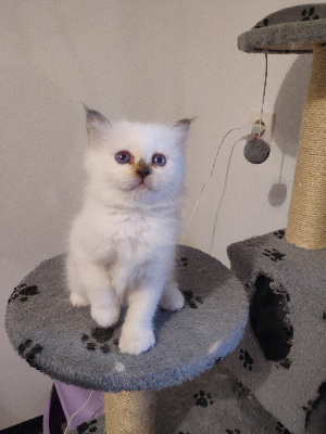 Tania Bangratz - Chaton disponible  - Sacré de Birmanie