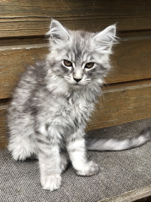 de miramis - Chaton disponible  - Maine Coon