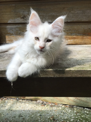 de miramis - Chaton disponible  - Maine Coon