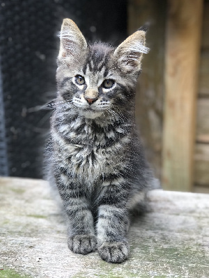 de miramis - Chaton disponible  - Maine Coon