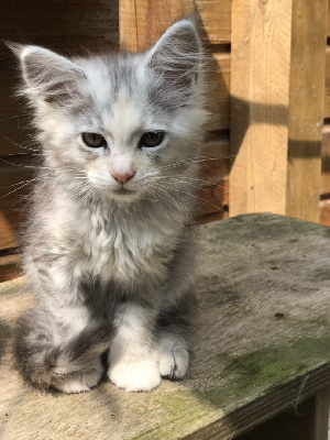 de miramis - Chaton disponible  - Maine Coon