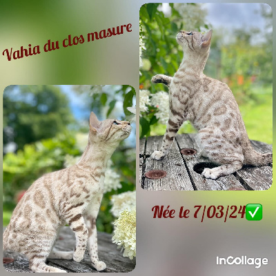 Du Clos Masure - Chaton disponible  - Bengal