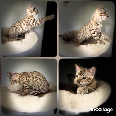 Du Clos Masure - Chaton disponible  - Bengal