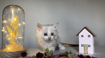 Nicolas Morelet - Chaton disponible  - Ragdoll