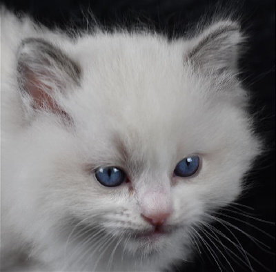 Collier vert foncé - Ragdoll