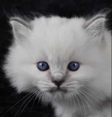 Collier bleu foncé - Ragdoll