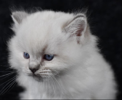 Collier bleu foncé - Ragdoll