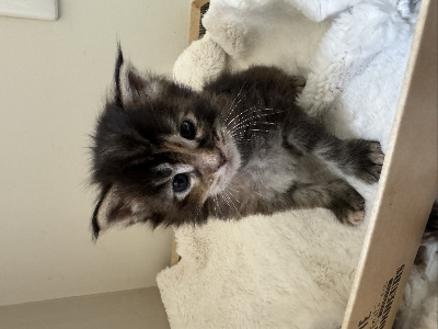 B Coon & Relaxe - Chaton disponible  - Maine Coon