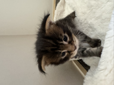 B Coon & Relaxe - Chaton disponible  - Maine Coon