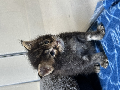 B Coon & Relaxe - Chaton disponible  - Maine Coon