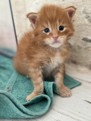 B Coon & Relaxe - Chaton disponible  - Maine Coon