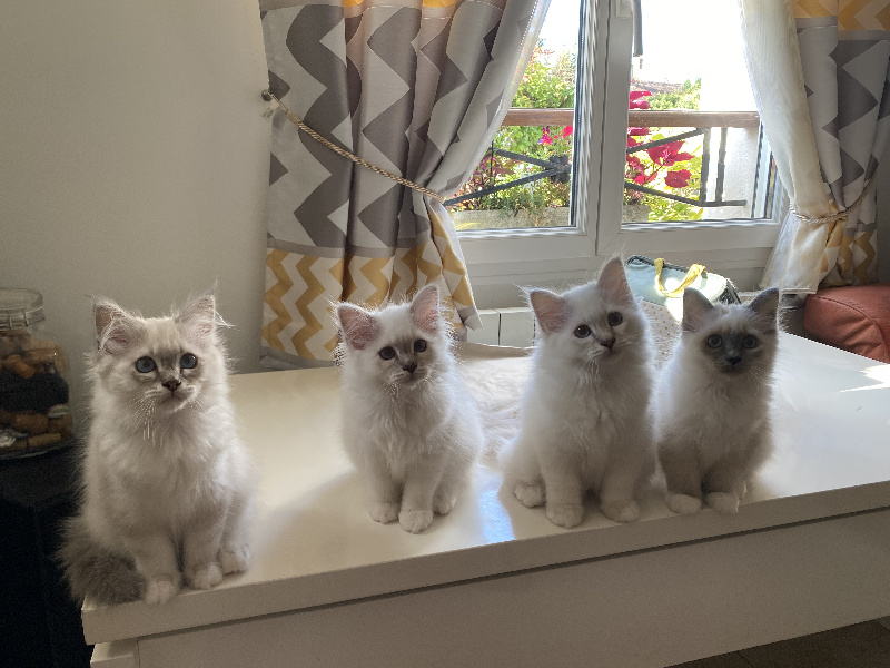 chaton Sacré de Birmanie Des Essart Au Clerc