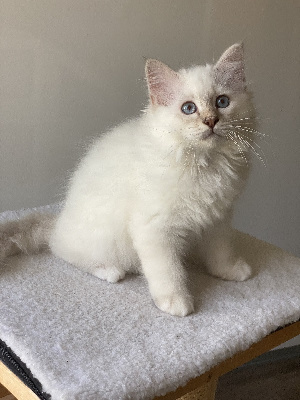 Des Essart Au Clerc - Chaton disponible  - Sacré de Birmanie