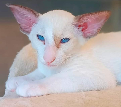 Magic Look - Chaton disponible  - Oriental