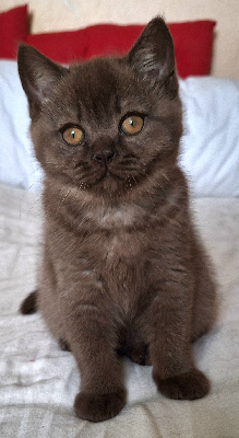 Des Chamours Des Elfes - Chaton disponible  - British Shorthair et Longhair