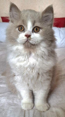 Des Chamours Des Elfes - Chaton disponible  - British Shorthair et Longhair