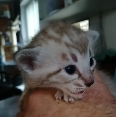 Van Het Huis Bengal - Chaton disponible  - Bengal