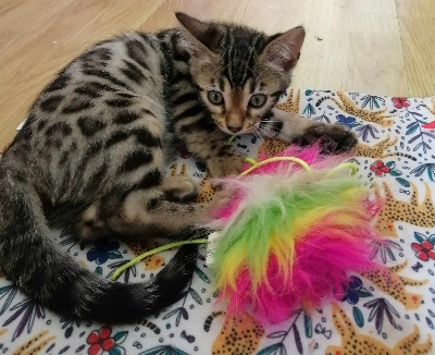 Van Het Huis Bengal - Chaton disponible  - Bengal