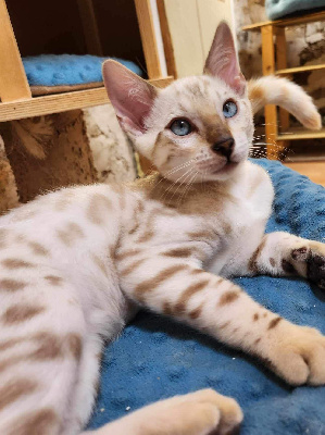 De La Stella Felina - Chaton disponible  - Bengal