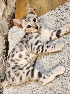 De La Stella Felina - Chaton disponible  - Bengal