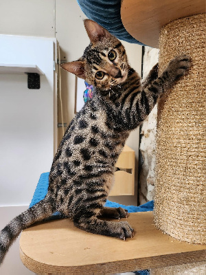 De La Stella Felina - Chaton disponible  - Bengal