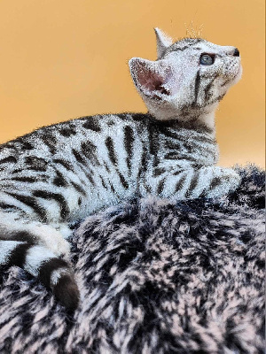 De La Stella Felina - Chaton disponible  - Bengal