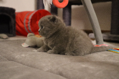 CHATON - British Shorthair et Longhair