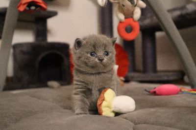 CHATON - British Shorthair et Longhair