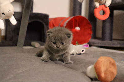 CHATON - British Shorthair et Longhair