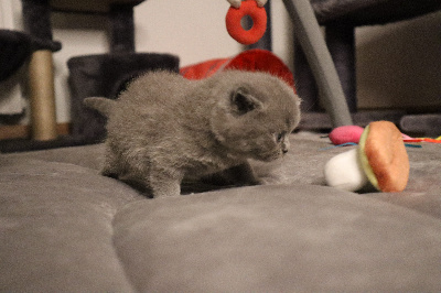 CHATON - British Shorthair et Longhair