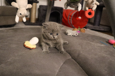 CHATON - British Shorthair et Longhair