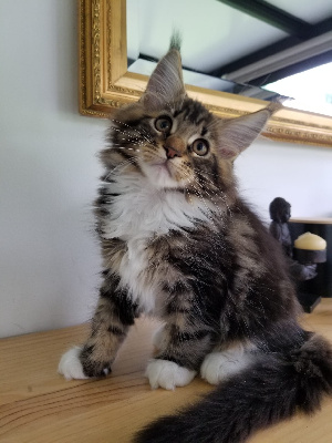 De PantireAndCoons - Chaton disponible  - Maine Coon