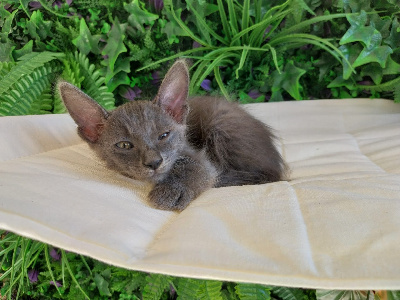 Du Piton De Fournaise - Chaton disponible  - Angora Turc