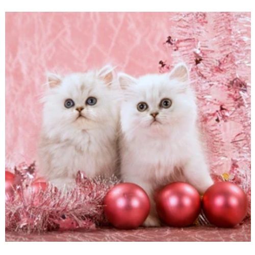 Des Merveilles D'Alice - Des chatons de Noël