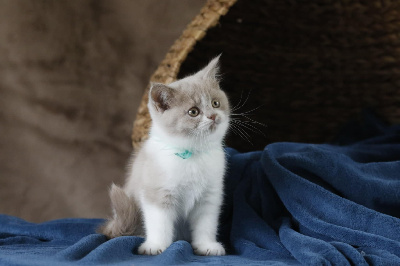 Chubby Fairy Hill's - Chaton disponible  - British Shorthair et Longhair