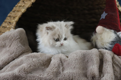 Chubby Fairy Hill's - Chaton disponible  - British Shorthair et Longhair