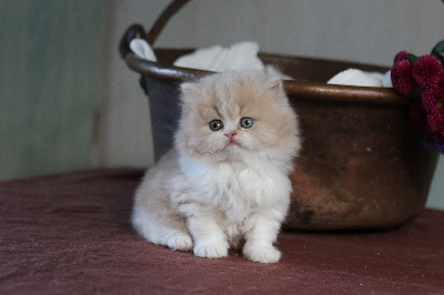 Chubby Fairy Hill's - Chaton disponible  - British Shorthair et Longhair