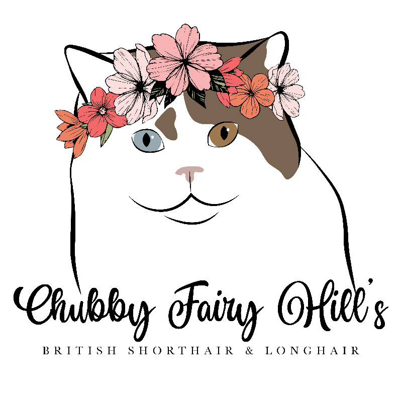 chaton British Shorthair et Longhair Chubby Fairy Hill's