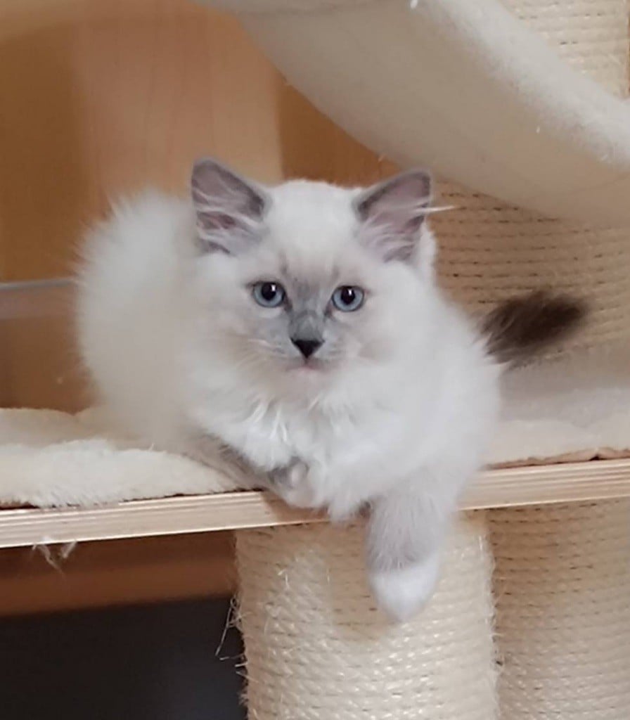 de la Cat Mania - Bébés ragdoll disponibles